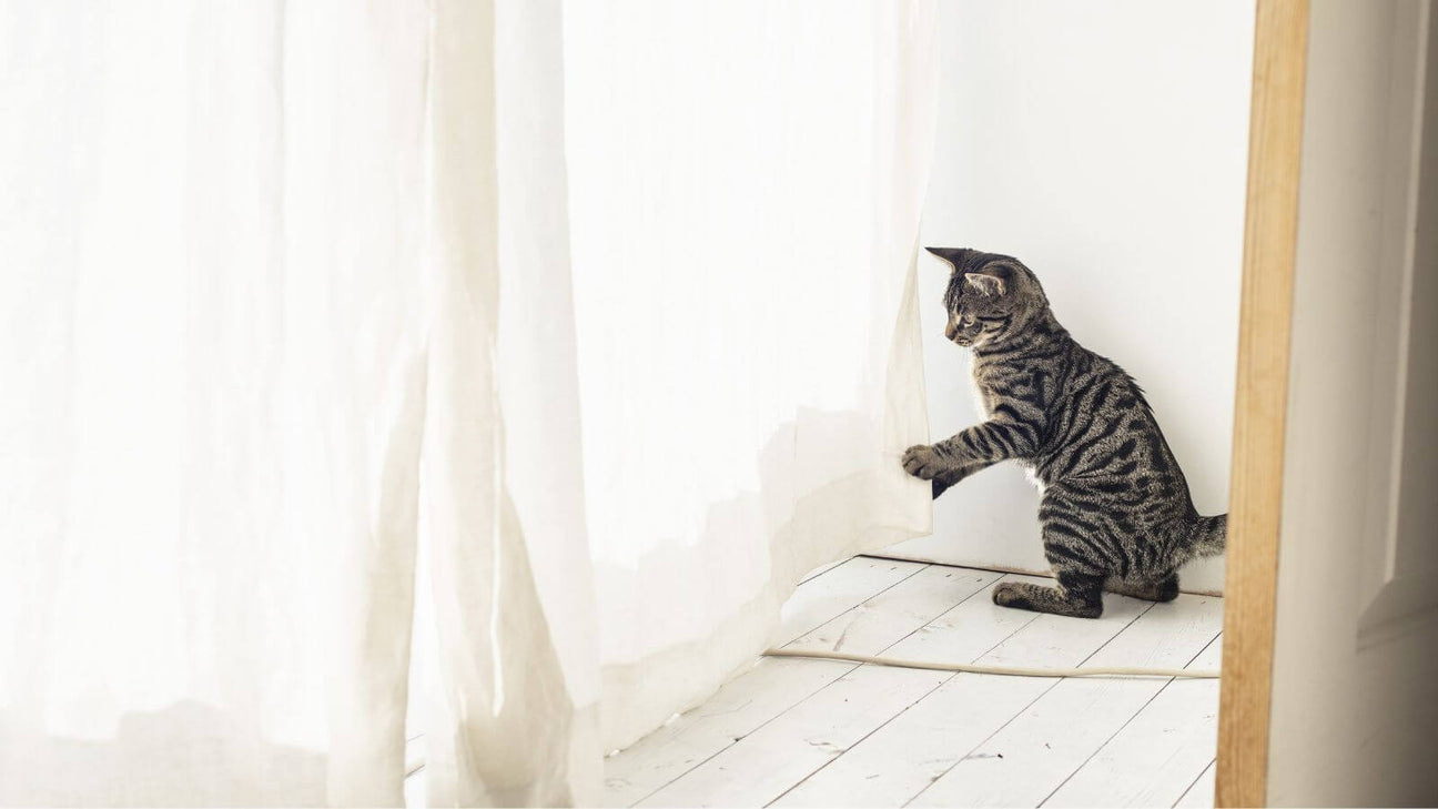 Pet-Friendly Home Makeover: Cat-Resistant Curtain Inspiration